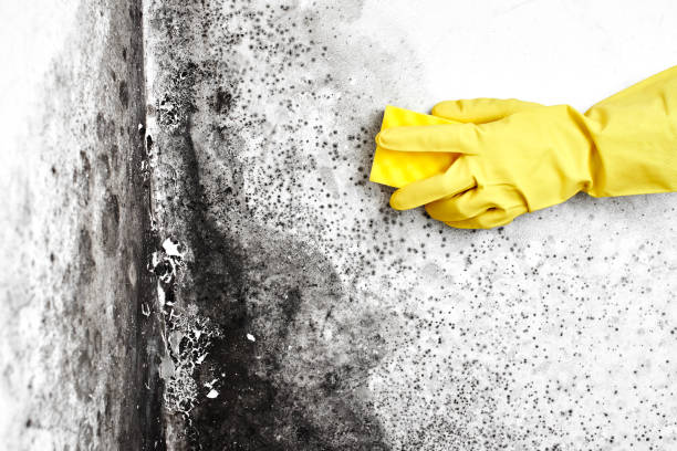 Reliable Prince George, VA Mold Remediation Solutions