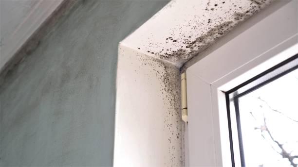 Best Residential Mold Remediation in Prince George, VA