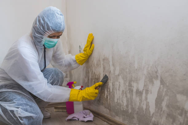 Best White Mold Remediation in Prince George, VA
