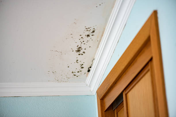 Best Mold Testing and Inspection Services in Prince George, VA