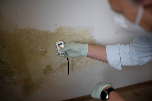 Best Black Mold Remediation in Prince George, VA
