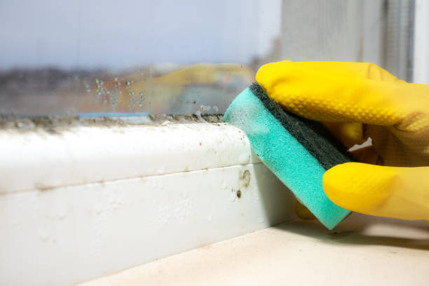 Best Localized Mold Remediation (e.g., coastal areas, humid climates) in Prince George, VA