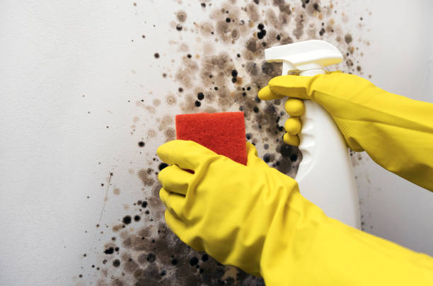 Best Preventive Mold Services in Prince George, VA