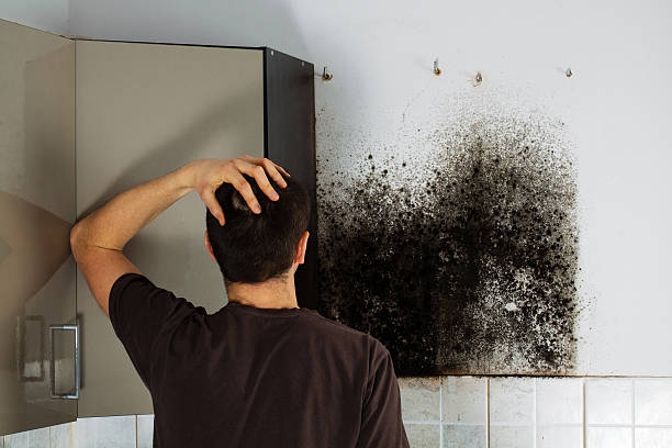 Best Health and Safety Mold Remediation in Prince George, VA