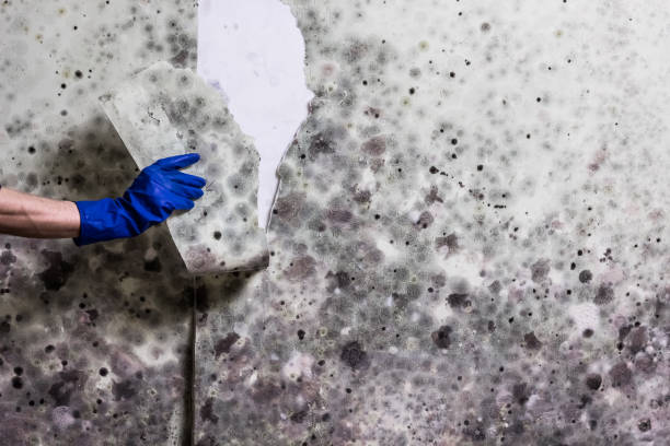 Best Post-Flood Mold Remediation in Prince George, VA