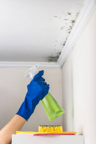 Best Emergency Mold Remediation in Prince George, VA